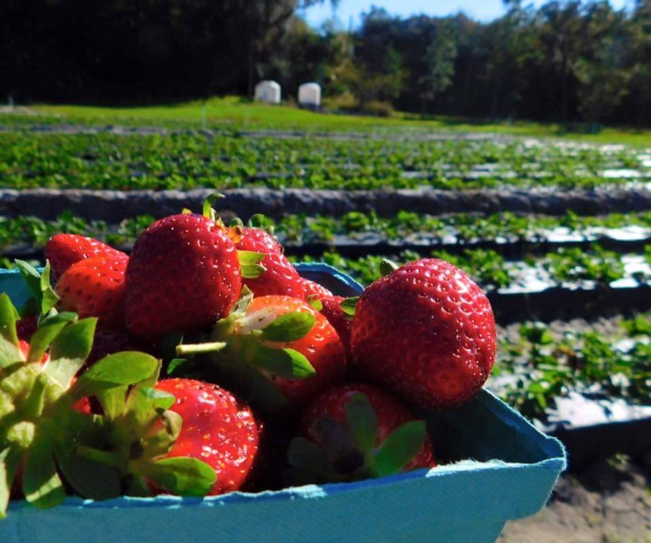 Go strawberry picking at Pappy&#146;s Patch U-Pick
501 Florida Ave, Oviedo, 407-366-8512 
Strawberry season ranges from Dec. to April. Coincidentally, those are the perfect months to go out and pick anything. Strawberries are only $2.75 a pound, so go crazy.
Photo via Pappy's Patch/Facebook
