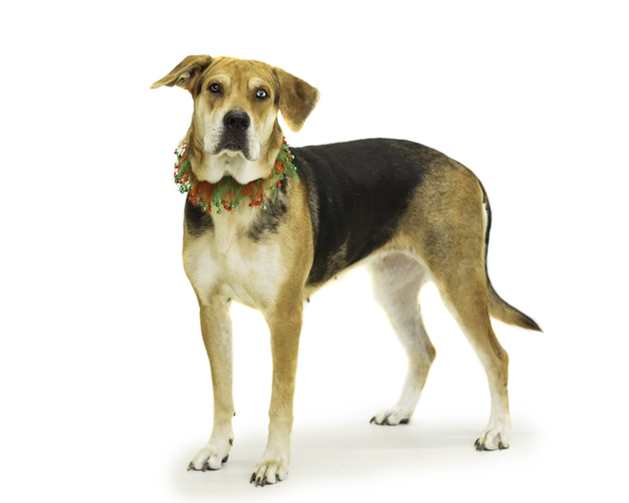 24 adoptable Christmas pups waiting to meet you at OCAS