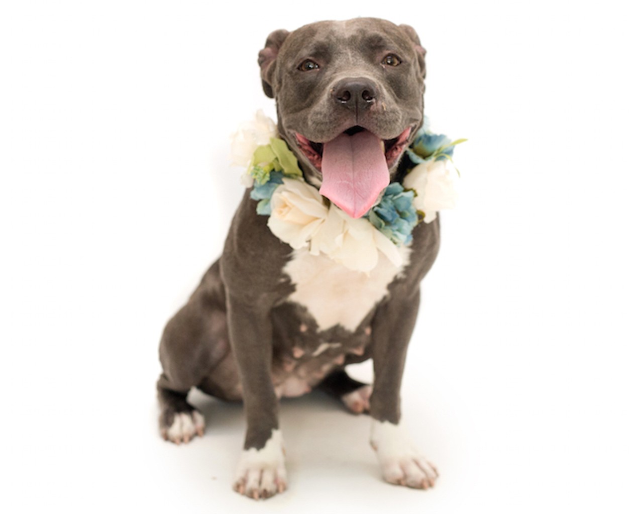 24 adoptable pooches looking for a new home right now