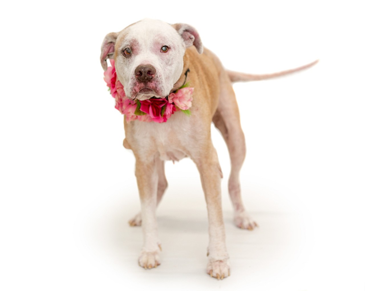 24 adoptable pups waiting to meet you at Orange County Animal Services