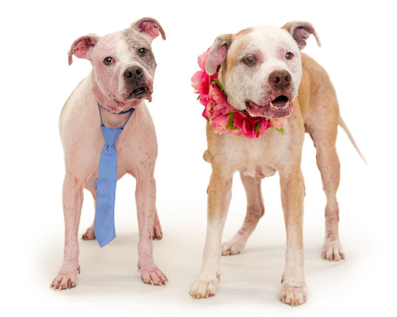 24 adoptable pups waiting to meet you at Orange County Animal Services