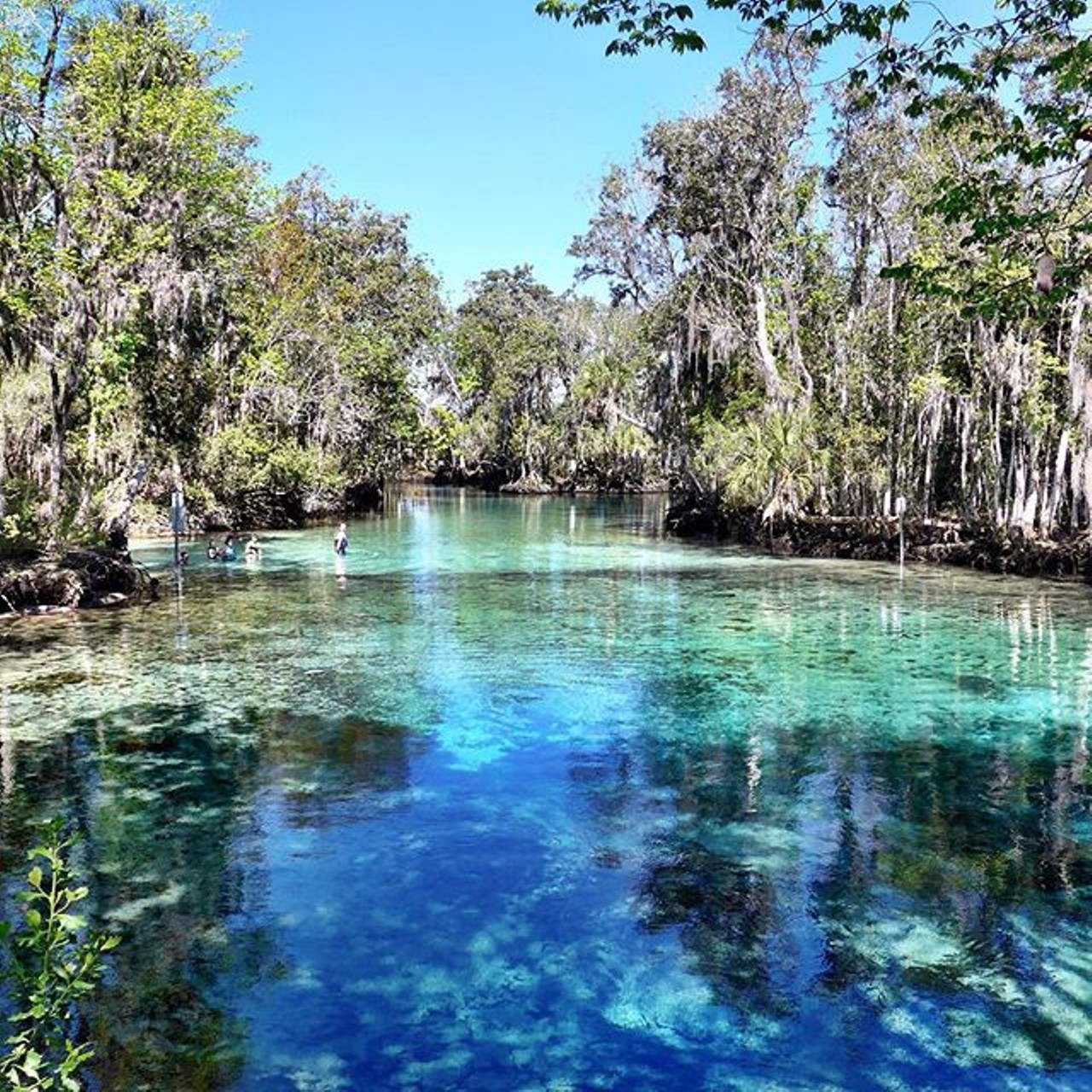 Three Sisters Springs
915 N. Suncoast Blvd., Crystal River, FL 34429 
Estimated travel time: 1 hour, 38 minutes from Orlando
This one is just for the manatees, folks. Swim with the cute lil sea cows or simply look at them from the spring&#146;s boardwalk. Either way, you&#146;ll get a clear view of them. The amount of manatees on site fluctuates depending on the time of year, but the cooler days after mid-November will get you more mammal for your buck. This spring made headlines after hundreds of the manatees huddled together to keep warm.
Photo via kimgentle/Instagram