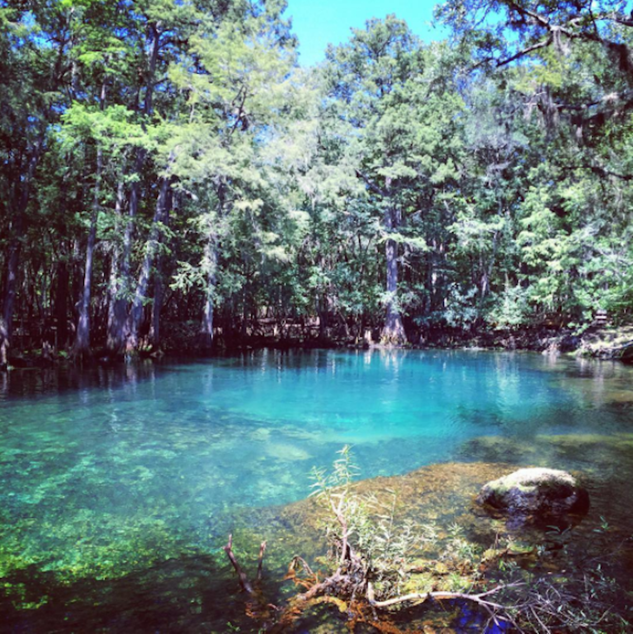 Manatee Springs State Park
Distance from Orlando: 2 hours 18 minutes
This spring is a haven for manatees, so if you don't see one, that would be a first here. This state park boasts 86 campsites in three loops, each with its own hot shower restroom.
Photo via sarah-kilbourne/Instagram