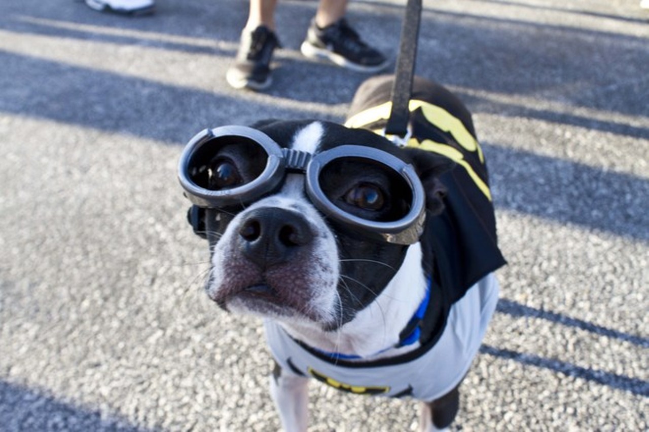 24 frighteningly cute dogs at Growl-O-Ween