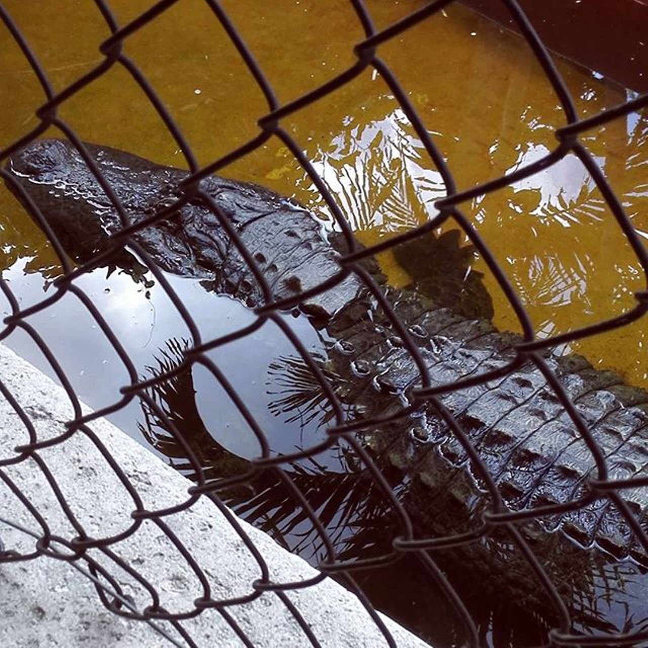 Instagram user bertme96 got to chill with this gator at Gatorland.