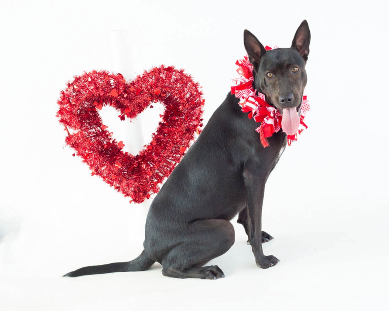 25 adoptable dogs at Orange County Animal Services who would totally cuddle with you on Valentine's Day