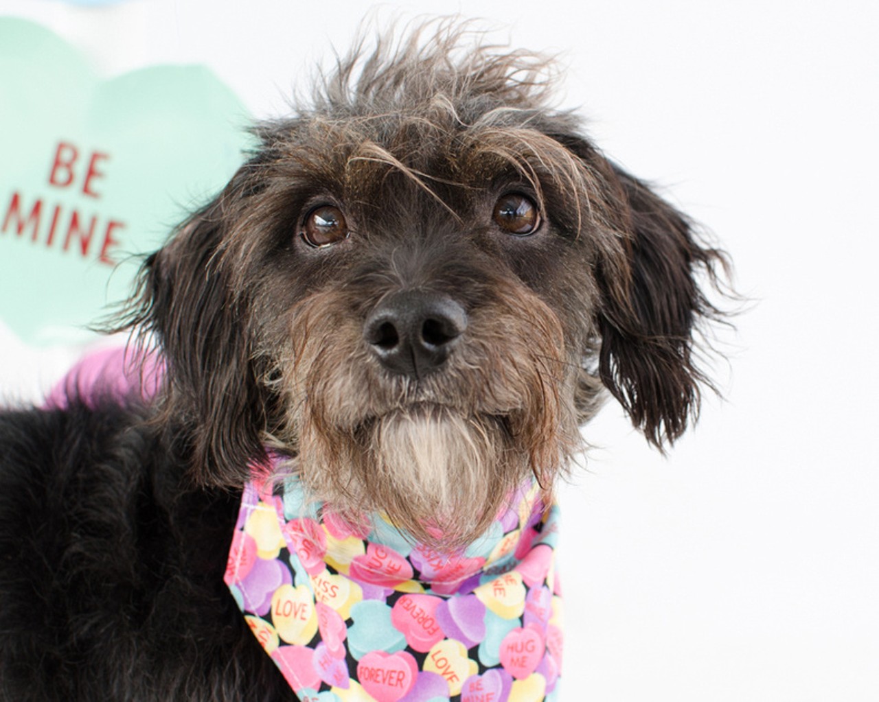 25 adoptable dogs at Orange County Animal Services who would totally cuddle with you on Valentine's Day