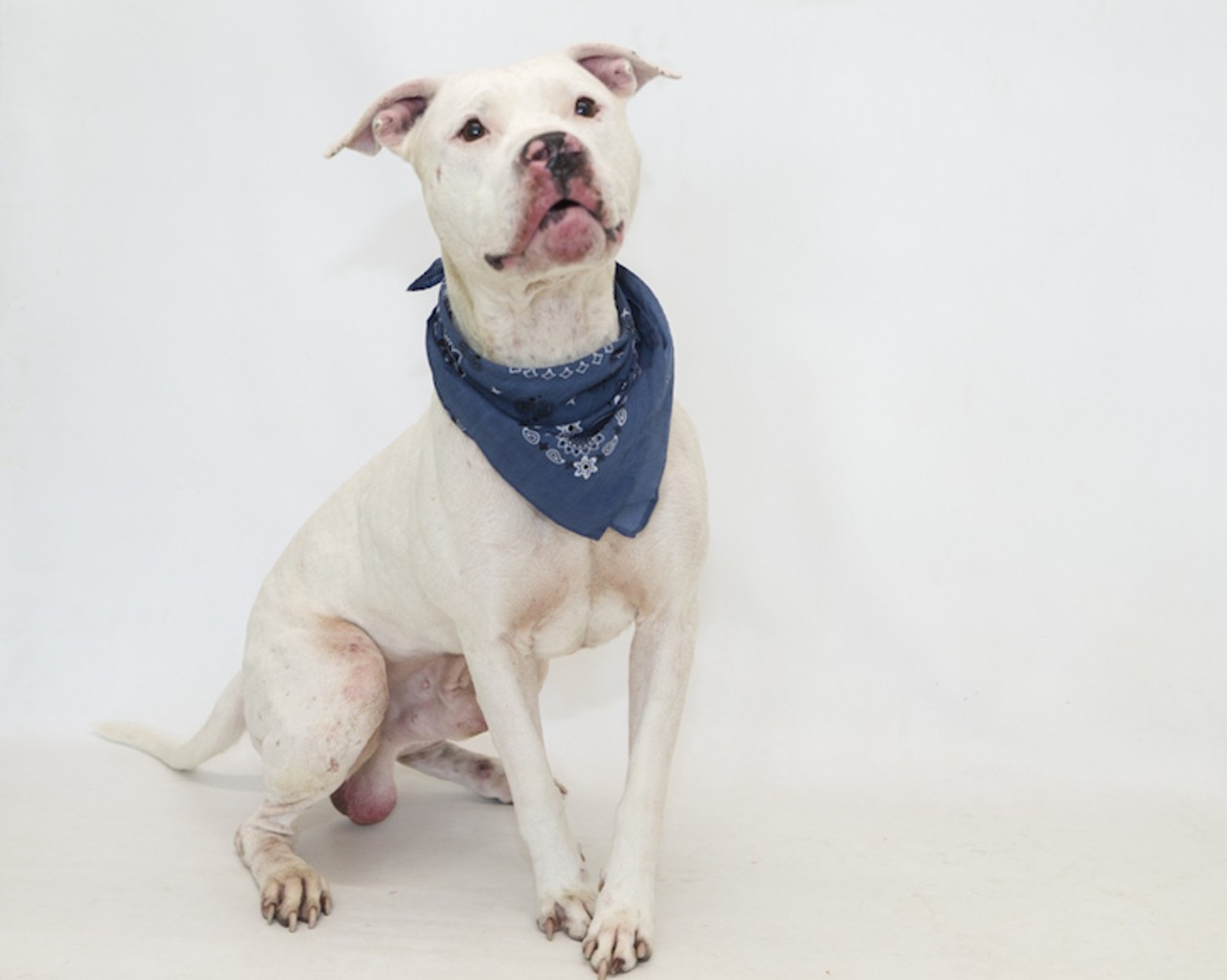 25 adoptable dogs looking for a new human this weekend