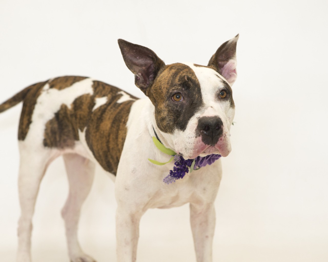 25 adoptable dogs looking for a new human this weekend