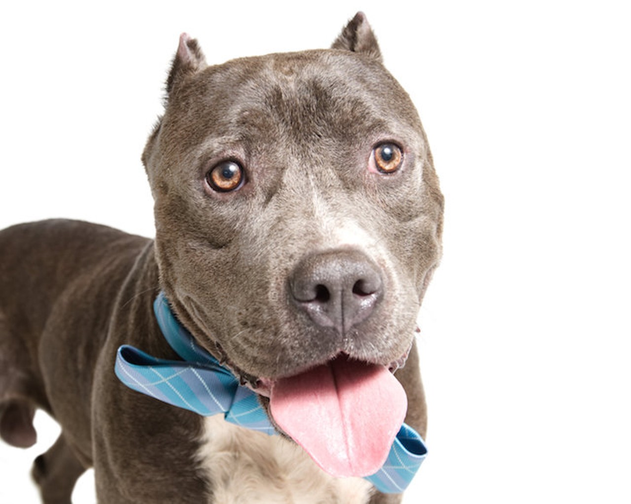 25 adoptable dogs waiting to meet you at Orange County Animal Services