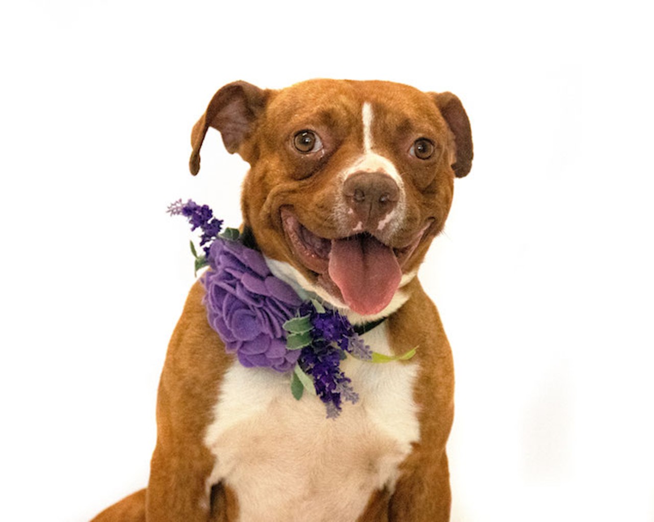 25 adoptable pups waiting to meet you at Orange County Animal Services