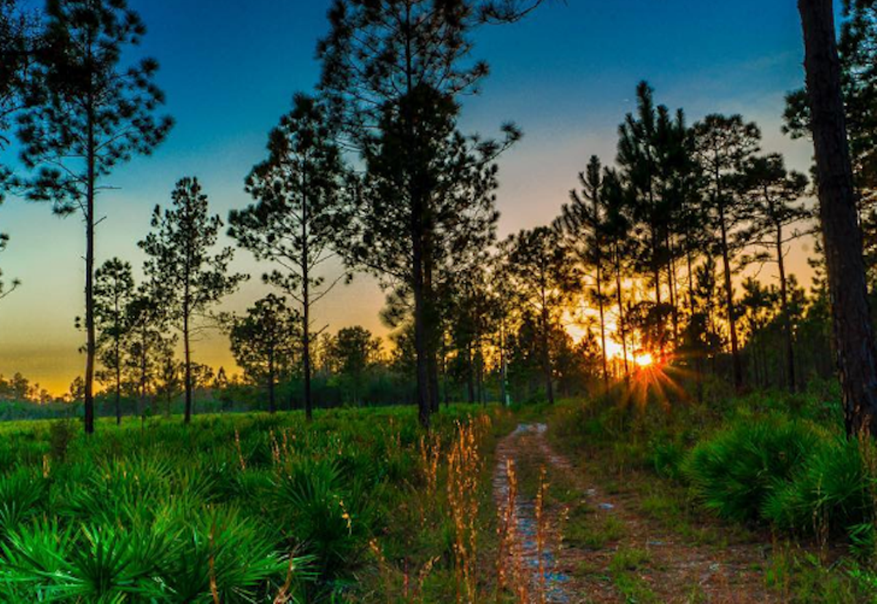 Lake Louisa State Park
U.S. 27 Hwy 27, Clermont, FL 34714
This 4-mile one-way hiking trail showcases the habitats found along the shores of Lake Louisa, from scrublands to cypress groves. 
Photo via destinationinfocus/Instagram