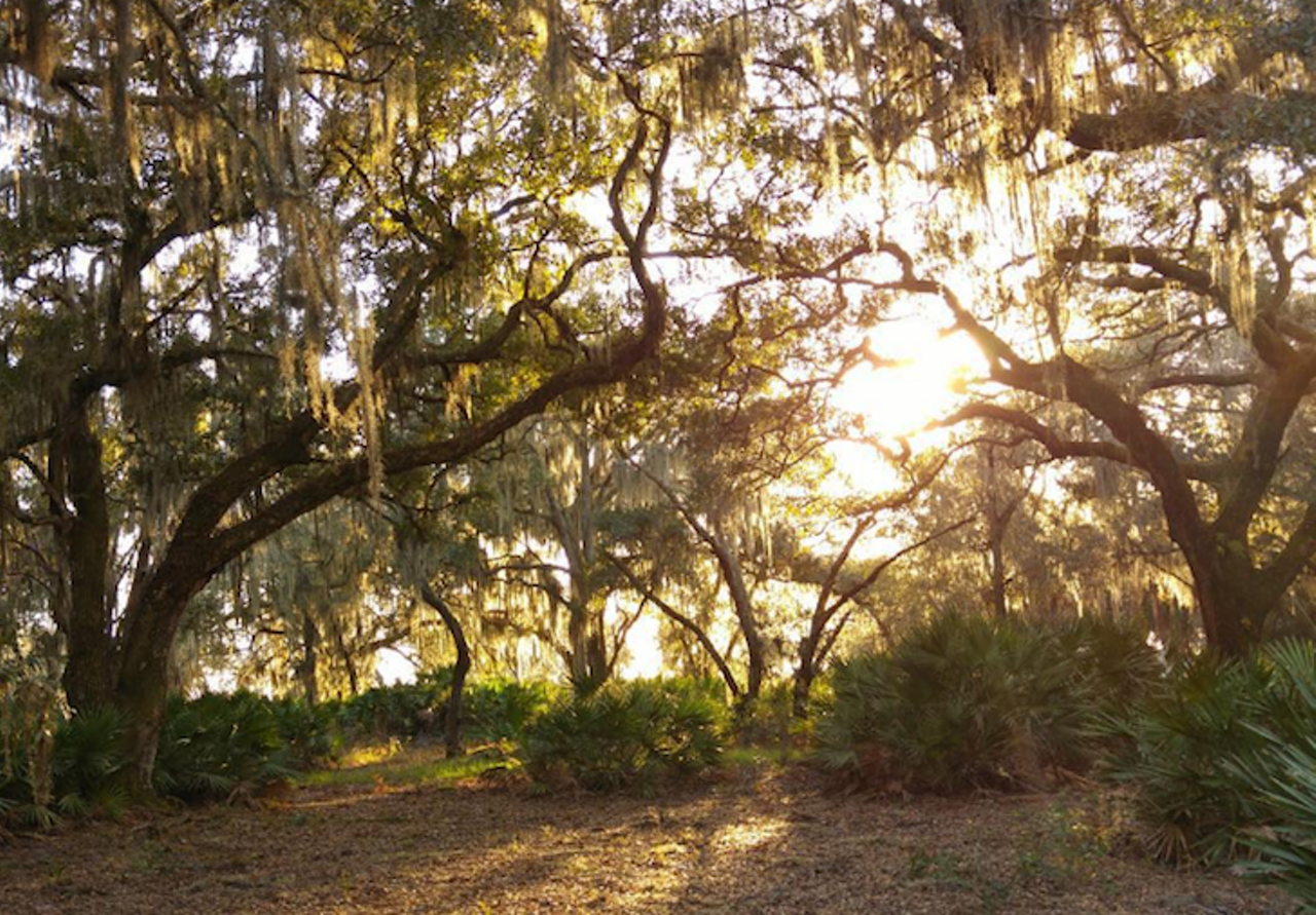 Split Oak Forest WEA
Clapp Simms Duda Road, Orlando, FL 32832
You might have guessed from the name, but this forest was named for a centuries-old oak tree that split down the middle. Hikers can keep their eyes peeled for the tree while traveling along nearly 8 miles of dusty prairie terrain. 
Photo via kelseyosten/Instagram