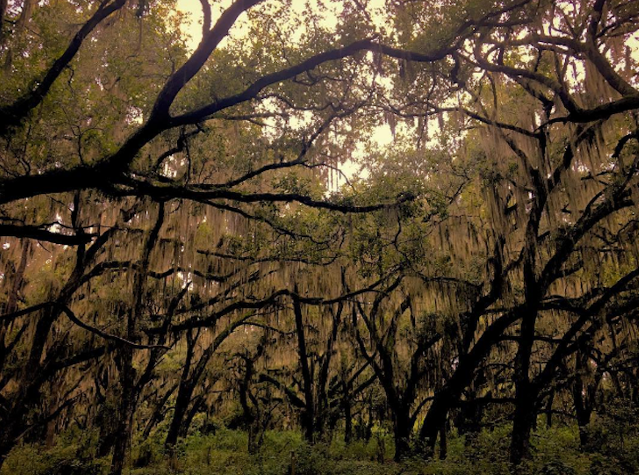 Lake Runnymede Conservation Area
4600 Rummell Road, St Cloud, FL 34771
This short but sweet trail showcases some massive oak trees with limbs that snake in practically every direction: Perfect for a hiker looking for a good tree to climb. 
Photo via mrjodyc/Instagram