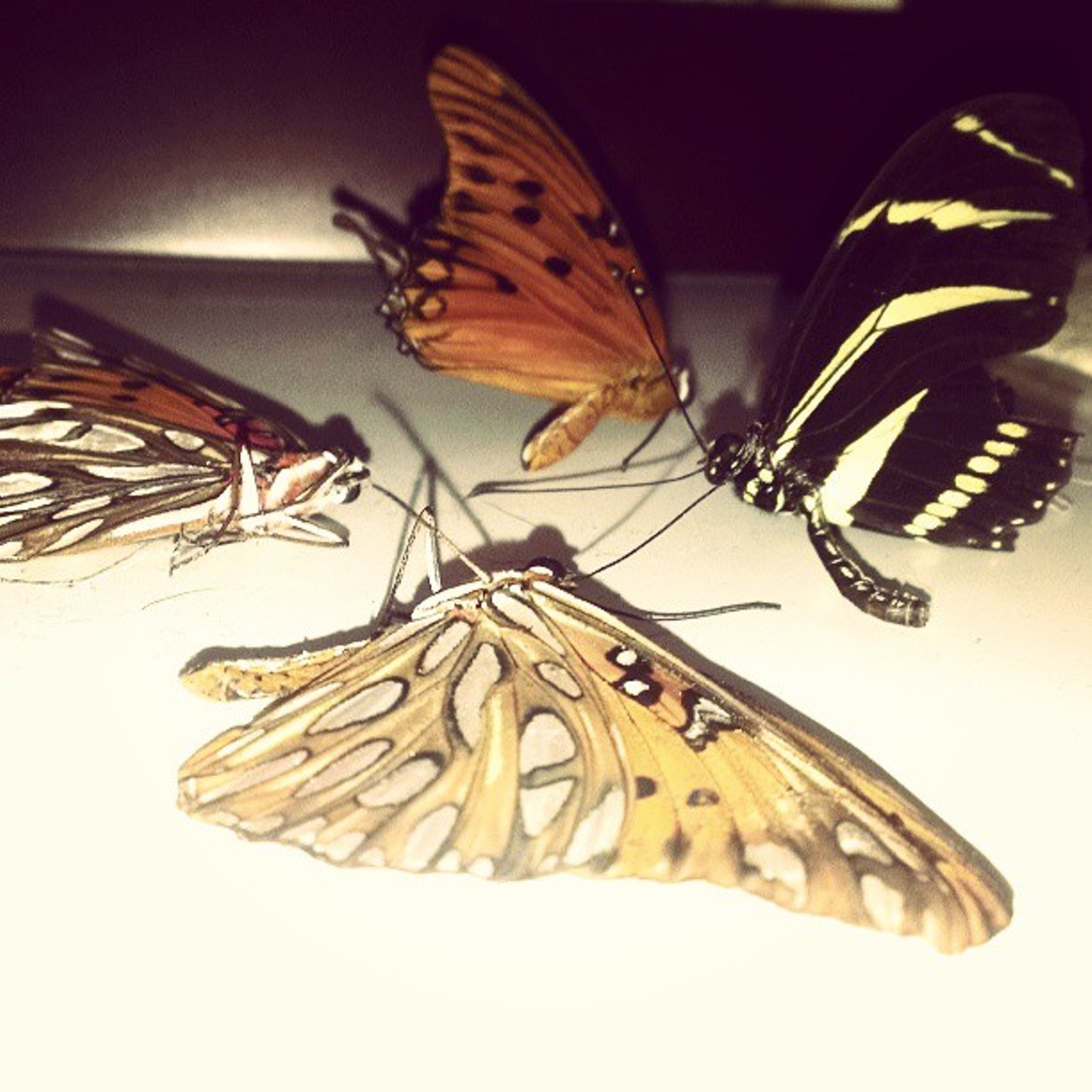 Butterfly collection?