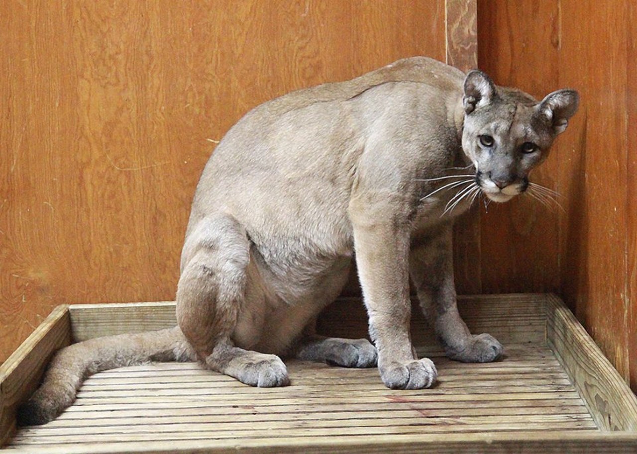 A rescued Florida panther via myfwc Facebook feed.