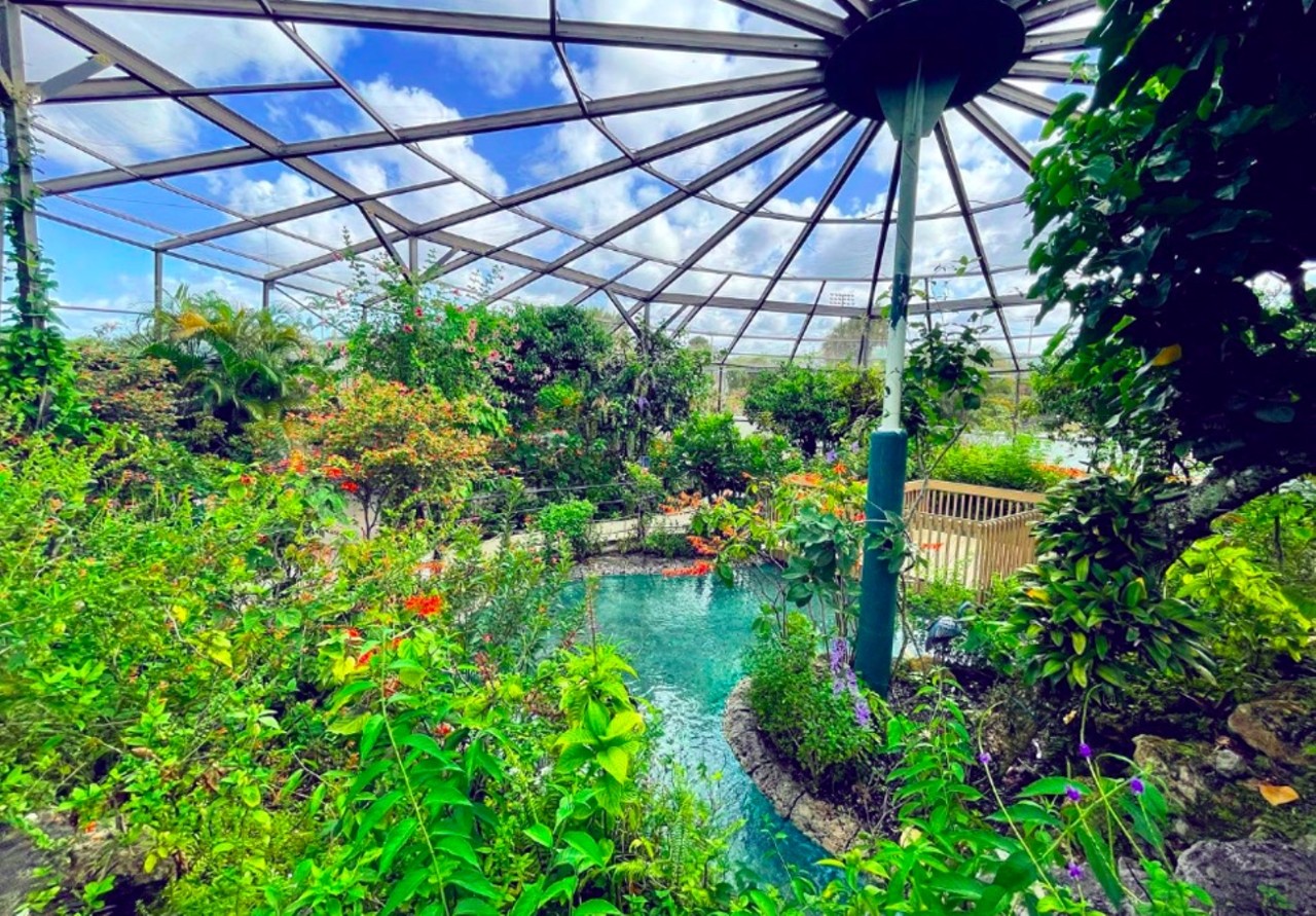 Butterfly World
3 hours from Orlando
Florida is known for many things, but you might be surprised to learn it's home to the largest butterfly park in the world. The tropical oasis-like zoo is filled with more than 20,000 exotic butterflies and insects all in one place.
