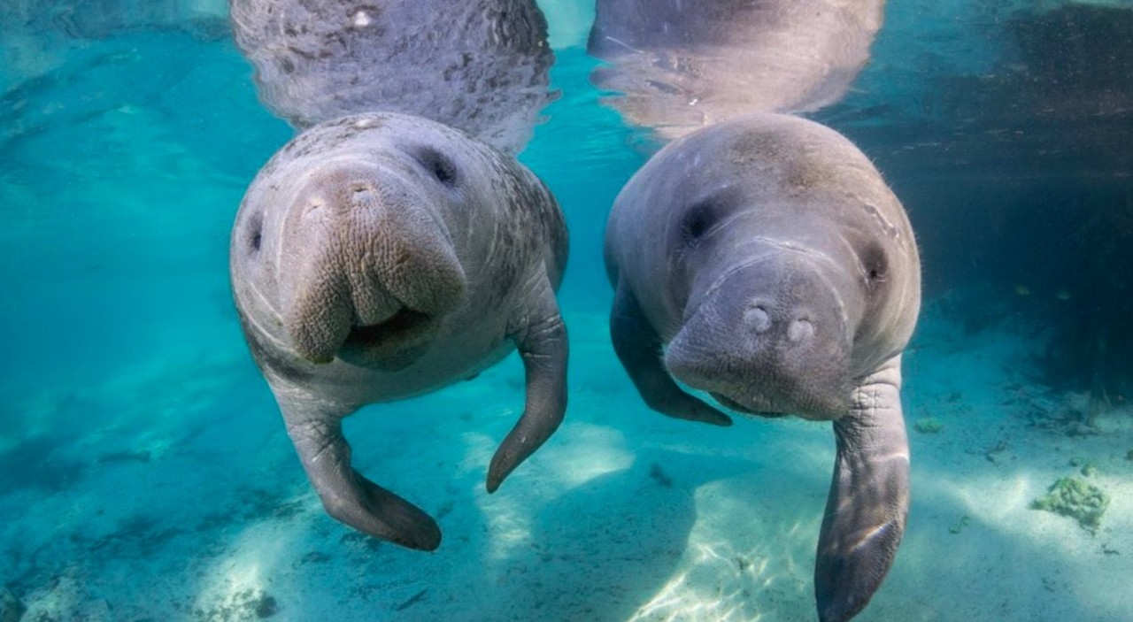 Crystal River
3 hours from Orlando
Crystal River is home to one of the best spots on Florida's coast to see and swim with manatees. It's also home to the Crystal River Wildlife Refuge, dedicated to the protection and conservation of the area's manatee populations.