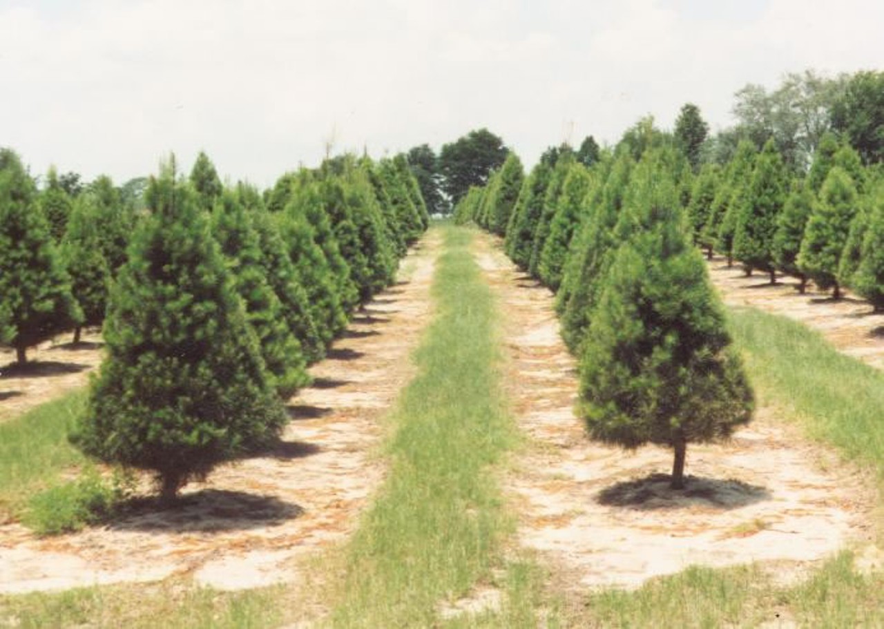 Nicholas&#146;s Christmas Tree Farm
14260 SE 80th Ave., Summerfield, FL 34491, 352-245-8633 
The calm of the Nicholas&#146;s farm alone is worth the drive, so pack up the family (don&#146;t forget a blanket for your tree) and hit the road. Did we mention you can also choose and cut fresh vegetables and get raw honey, 100% pure beeswax and candles and the farm is open daily from 10 a.m. until dark? See, told you it was worth the drive.
Photo via Florida Christmas Trees/Website