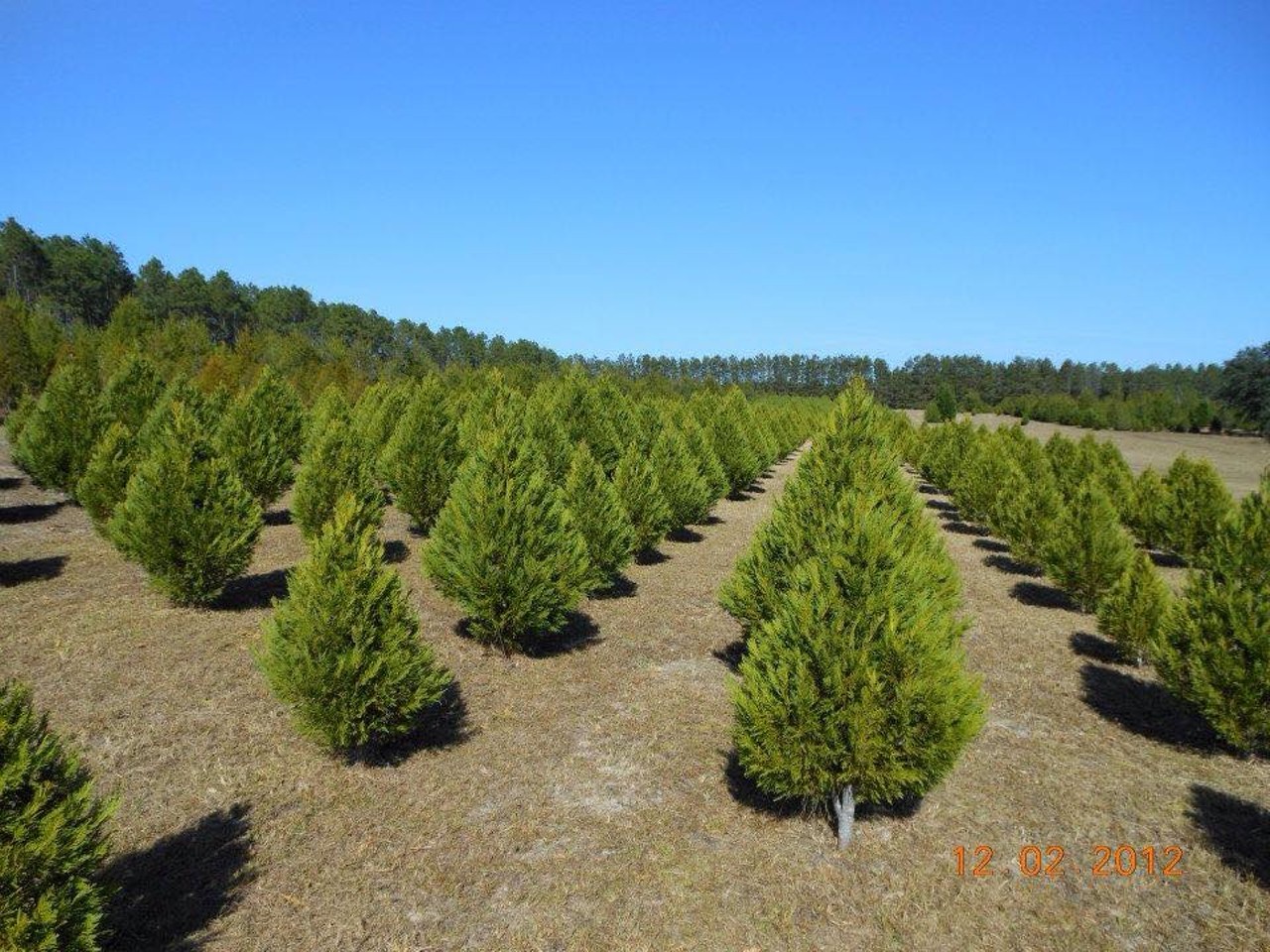Strickland&#146;s Christmas Tree Farm
1602 Kidd Road, Defuniak Springs, FL 32433, 850-951-1005
Take a road trip with the fam and choose from Florida pines, Virginia pines, red cedars and more for your Christmas tree this year. This will be open until Dec. 22 and only cash and checks are accepted, so there&#146;s no need for plastic.
Photo via Strickland&#146;s Christmas Tree Farms/Facebook