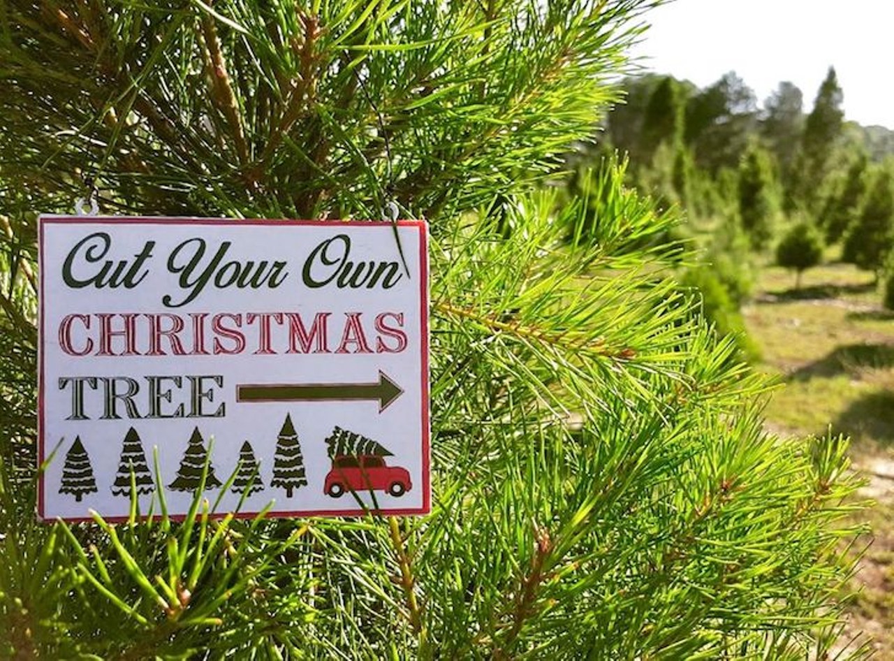 Santa&#146;s Christmas Tree Forest
35317 Huff Road, Eustis, FL 32736, 352-357-9863 
Santa&#146;s Christmas Tree Forest is one of the most dynamic Christmas tree spots around Florida. Cut your own tree on site or enjoy the bar and grill, zip lining and pony rides and more. Pricing for admission varies from $4 to $30.
Photo via Santa&#146;s Christmas Tree Forest/Facebook