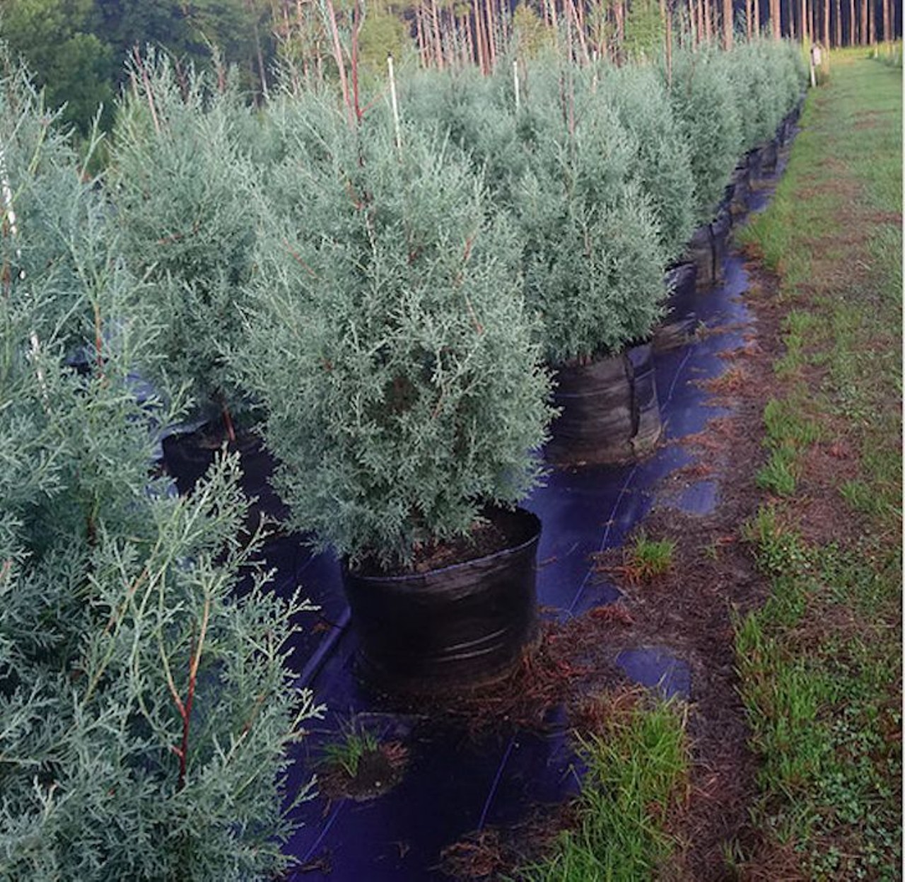 BK Cedars Christmas Tree Farm
20926 N.W. 75th St., Alachua, FL 32615, 352-373-4575
Get your live containerized tree starting Nov. 29 through Dec. 22 on weekends from 10 a.m. to 6 p.m. This farm is where the state&#146;s official living Christmas tree is from and one is planted at the Florida State Capitol. So if you&#146;re looking for a tree worth bragging about, there&#146;s that.
Photo via BK Cedars/Website