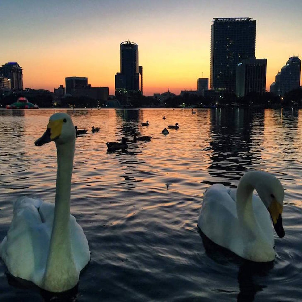 @thecitybeautiful
If you weren&#146;t aware yet, our city is pretty damn beautiful. Amplify your appreciation and learn what #ThisIsOrlando truly means by giving this page your follow.