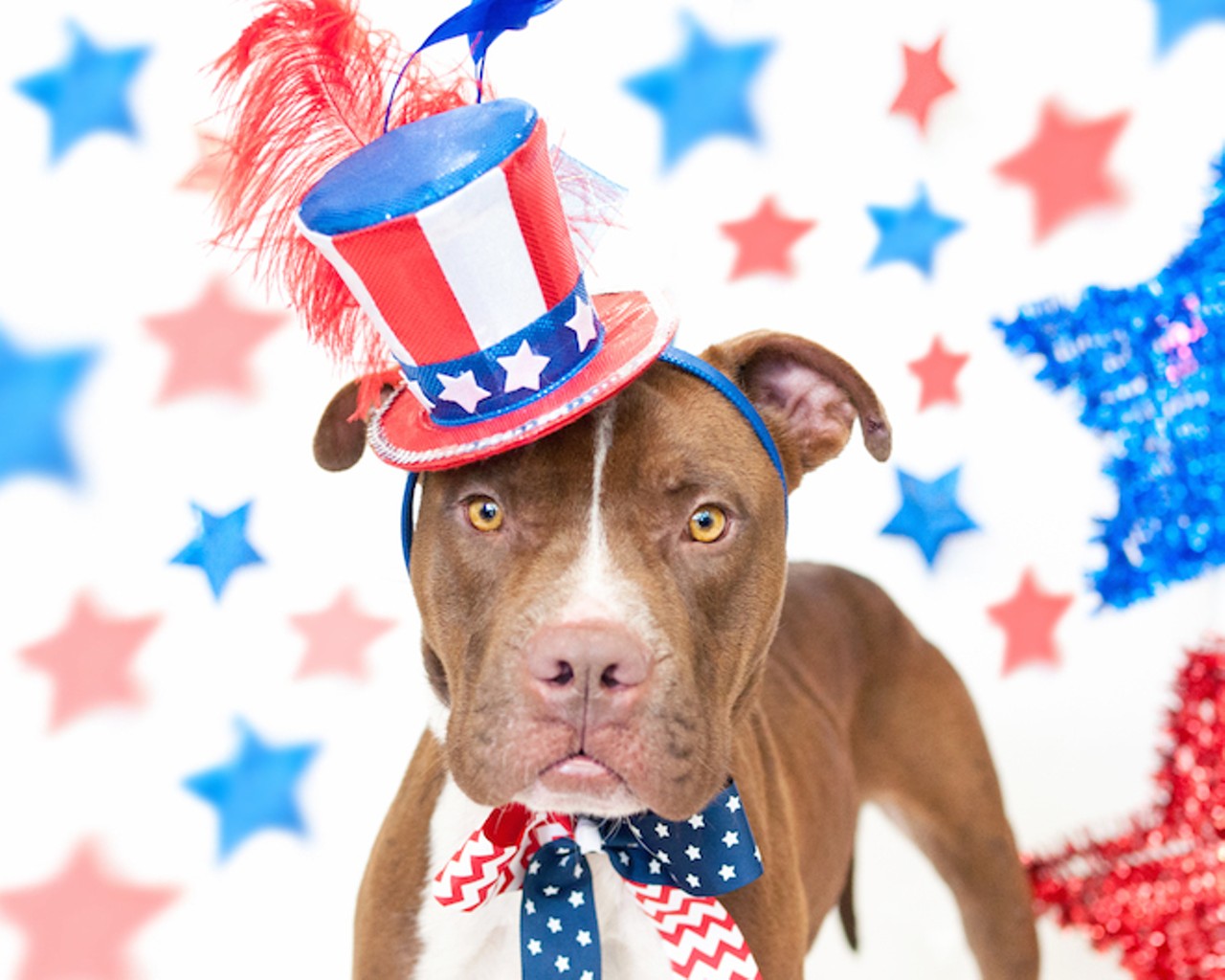 25 patriotic pups looking for homes at OCAS