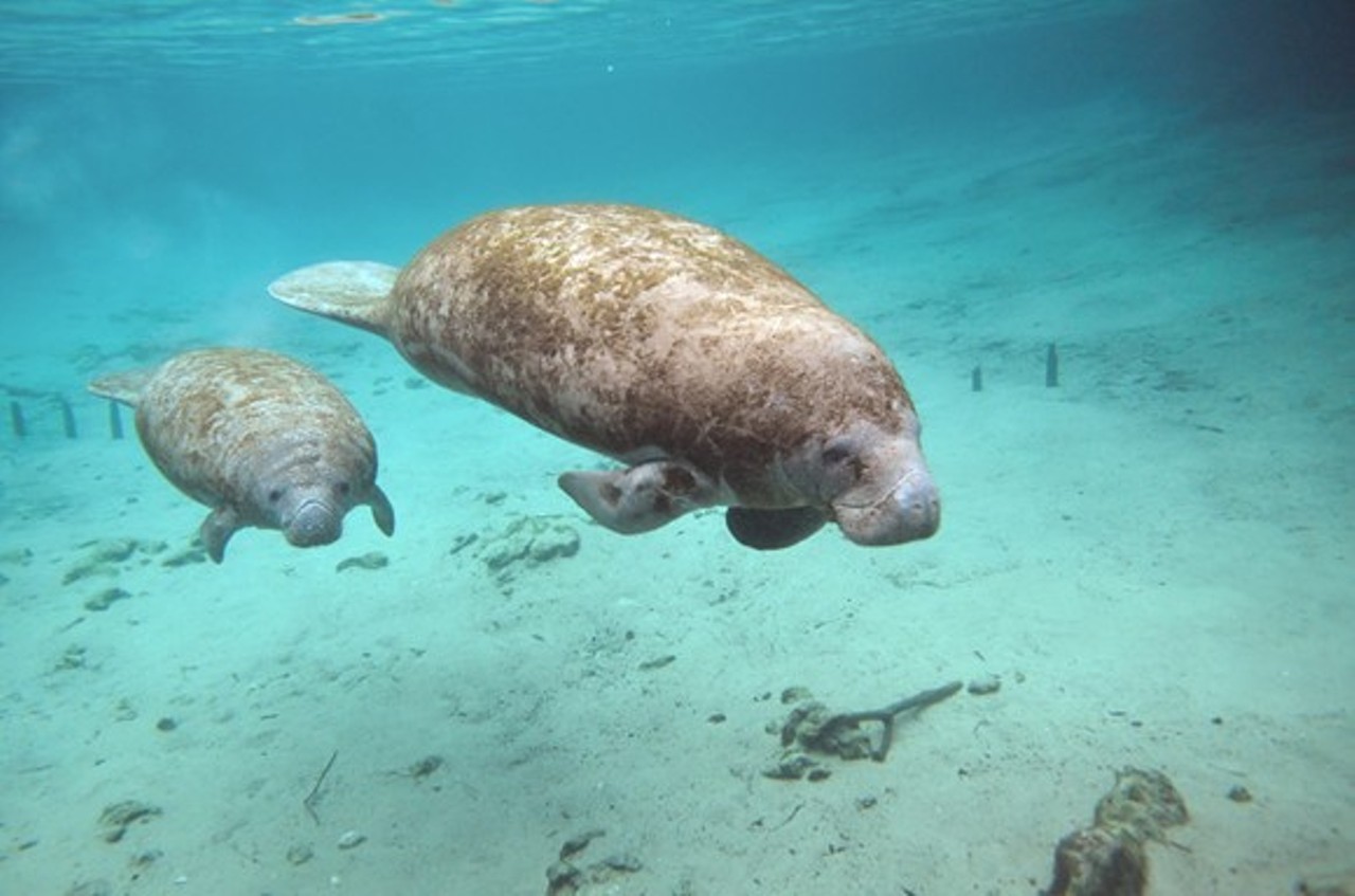 Scope out manatees
The Blue Springs state park and manatee refuge is still a great place for finding Florida's most iconic animal. But they're having a really tough year, so don't bug 'em.
Photo via Adobe
