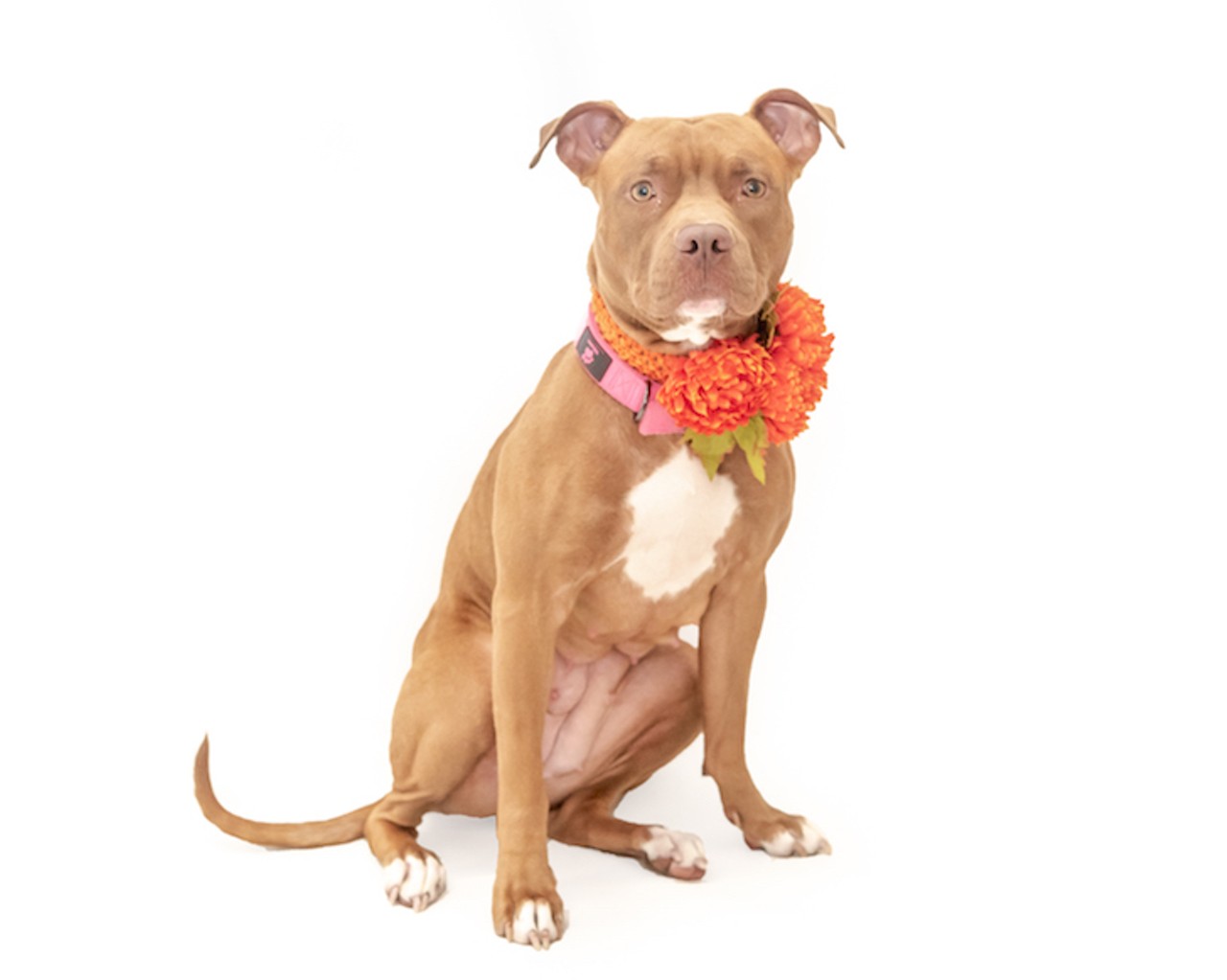 26 adoptable Orange County pups looking for a new home