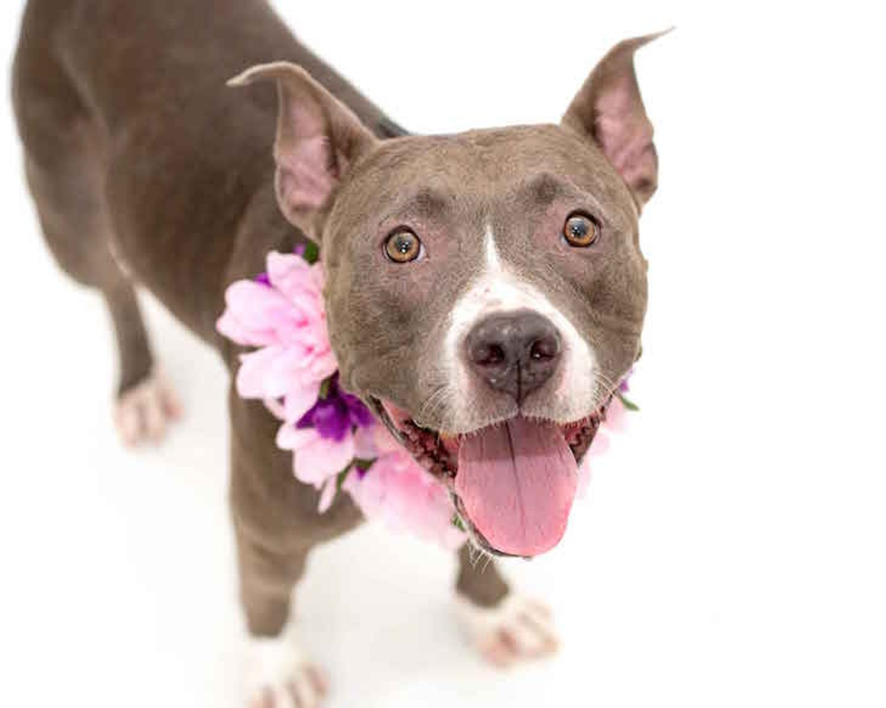 26 adorable and very adoptable dogs that would probably be into you