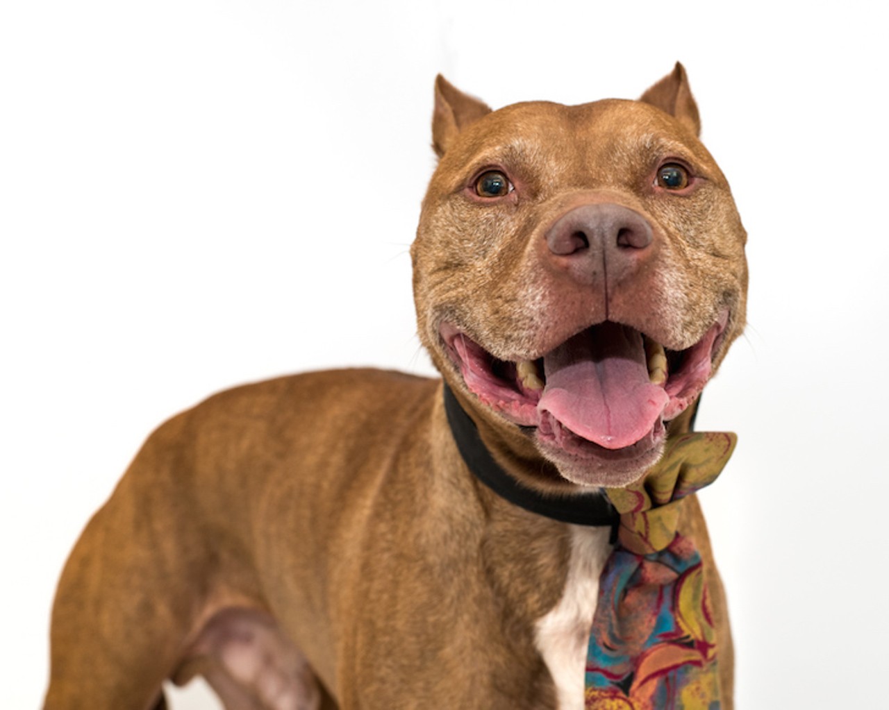 26 adorable dogs available right now at Orange County Animal Services