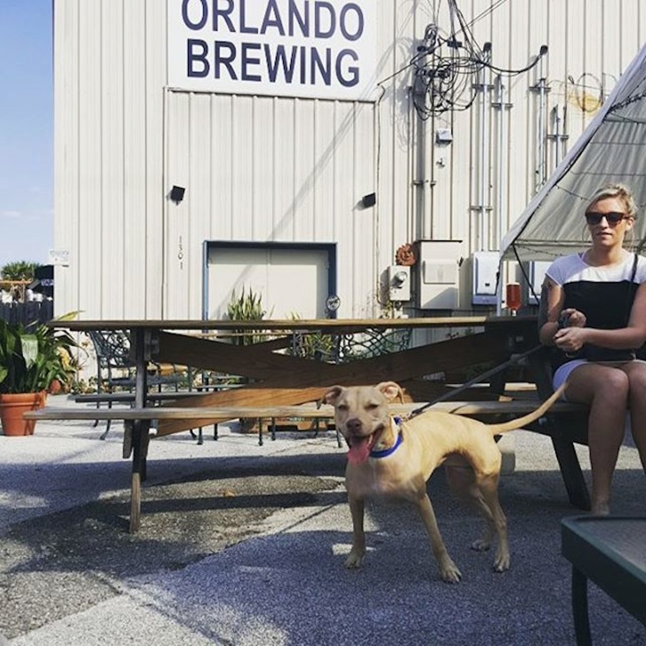 Orlando Brewing
1301 Atlanta Ave.| 407-872-1117
If you&#146;re a fan of organic options, grab a few fresh snacks for your pup and head on over to Orlando Brewing, where you&#146;ll find freshly brewed, organic craft beers. 
Photo via davefav12/Instagram