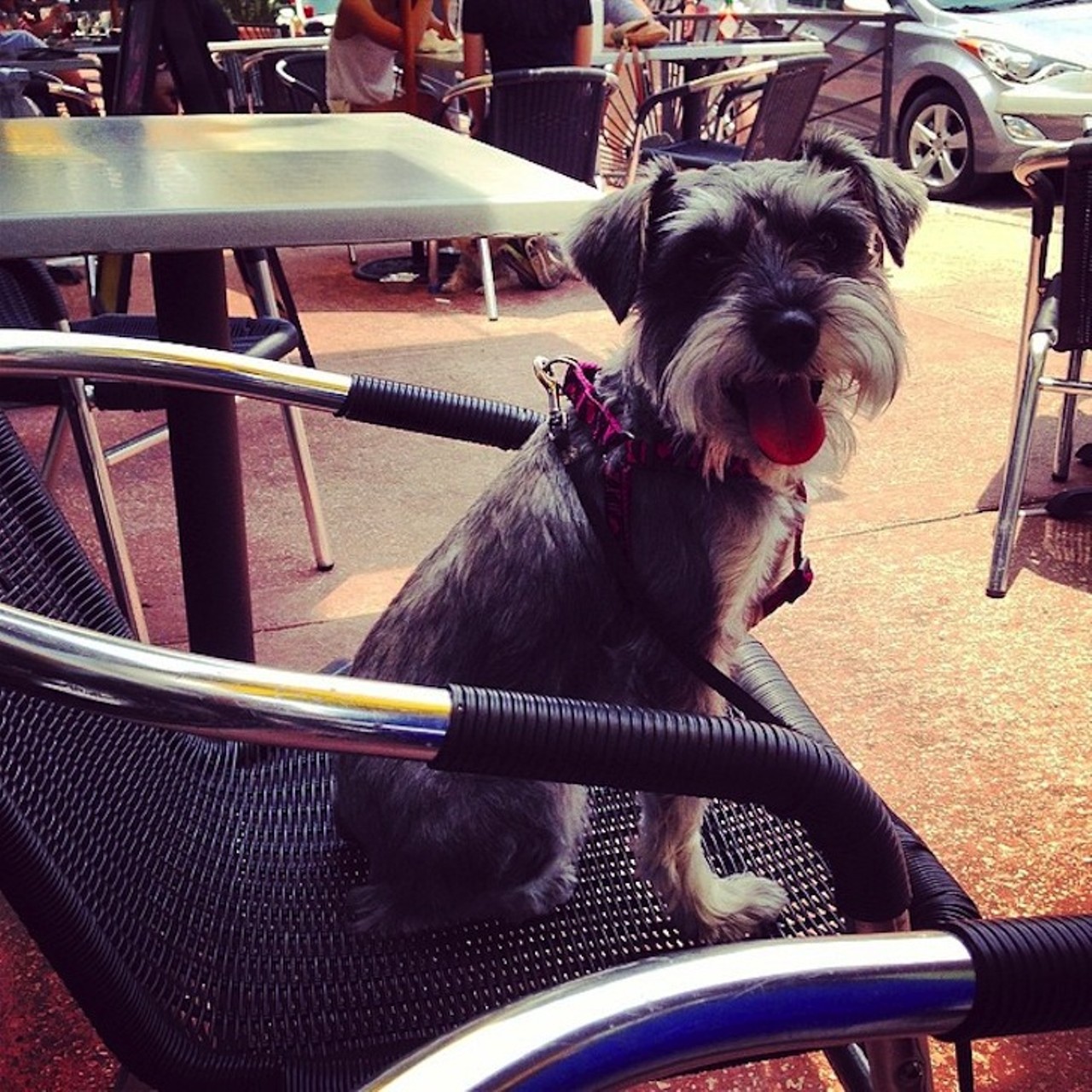 Dexter's of Thornton Park
808 E. Washington St. | 407-648-2777
Get boozy with your puppy pal on the patio at Dexter&#146;s either in the morning with mimosas or in the evening with your choice of over 30 different wines.
Photo via  arthurgmgodman/Instagram