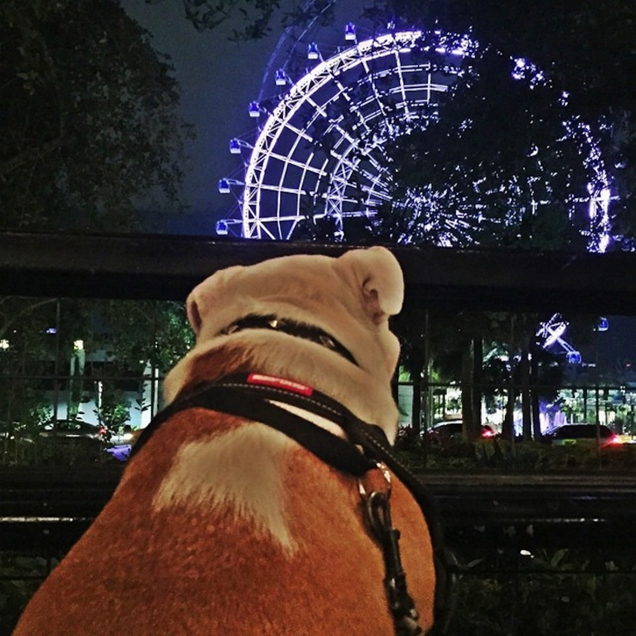 Brick House Tavern & Tap
8440 International Drive | 704-987-2022
Sneak Fido a couple of meatballs while you relax with a cold draft at this local favorite with a great of the Orlando Eye.
Photo via starkthebulldog/Instagram