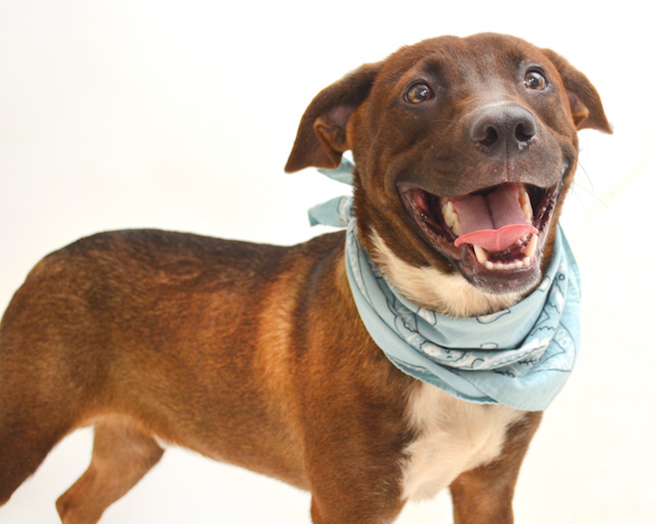 27 adorable, adoptable Orange County dogs you can pick up right now