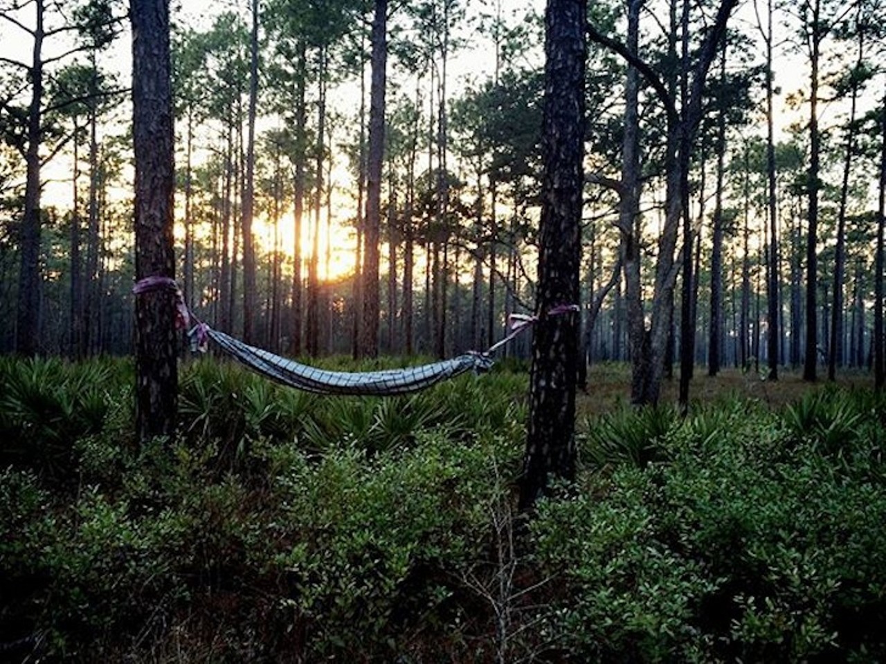 Apalachicola National Forest
Stateroad 13, Bristol, FL 32358 | (850) 643-2282 
The largest forest in Florida, Apalachicola is home to some of the state&#146;s most pristine streams, rivers, lakes and natural springs. The scenic landscape includes displays of wildflowers in the open prairies near the Apalachicola River, caverns and sinkholes in the Leon Springs and vast tropical grasslands of the Apalachee Savannahs Scenic Byway. 
Photo via goooodviiiiibes/Instagram