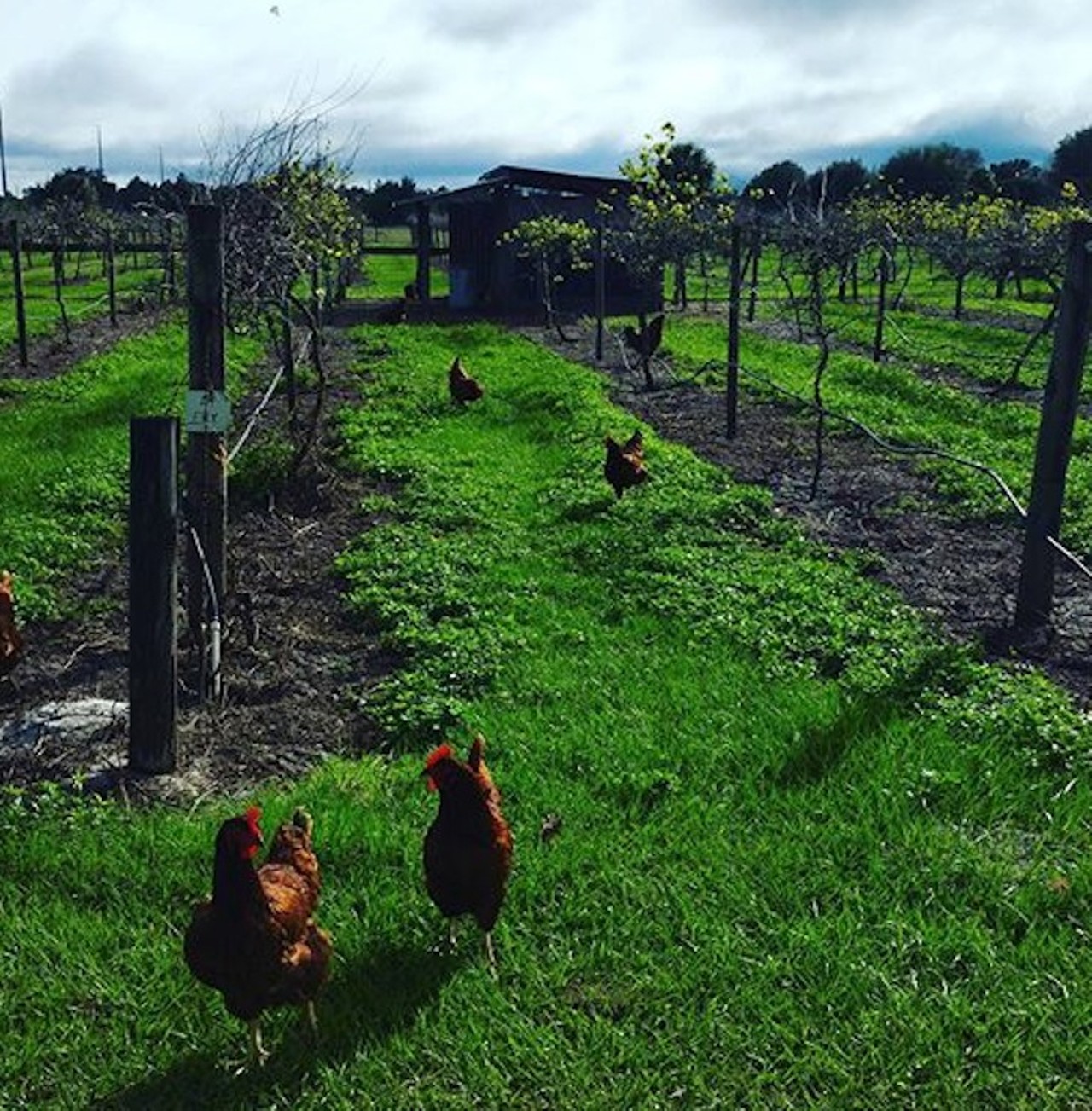 Henscratch Farms Vineyard & Winery
980 Henscratch Road, Lake Placid | 863-699-2060
While you tour this winery it&#146;s best to watch your step; 200 free range hens roam the vineyard, meaning you&#146;re in luck if you were looking for an omelette to accompany your country white. 
Photo via ninaalynnn/Instagram