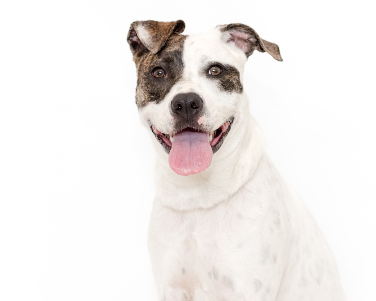 28 adoptable dogs looking for a new human right now at OCAS