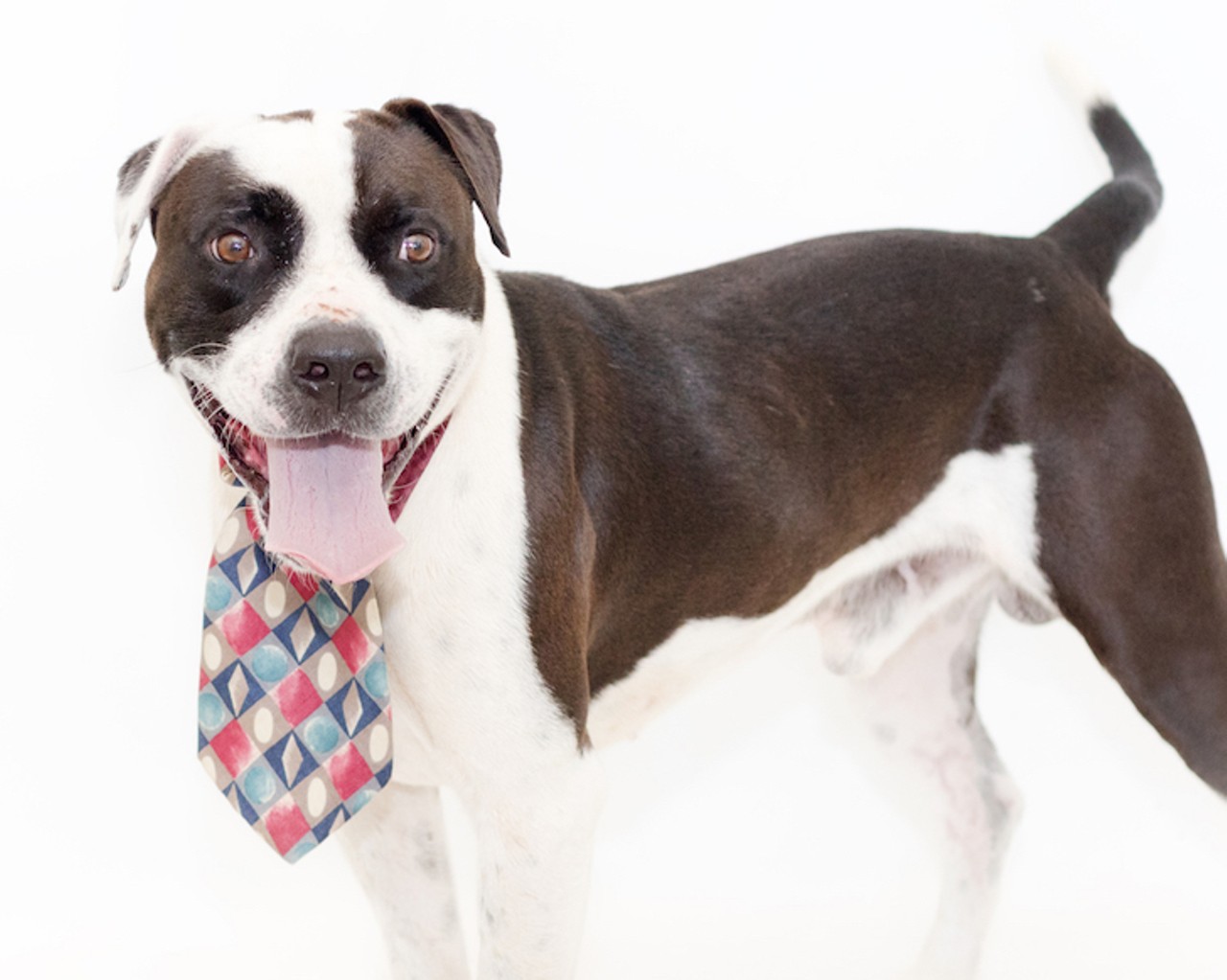 28 adoptable dogs looking for a new human right now at OCAS