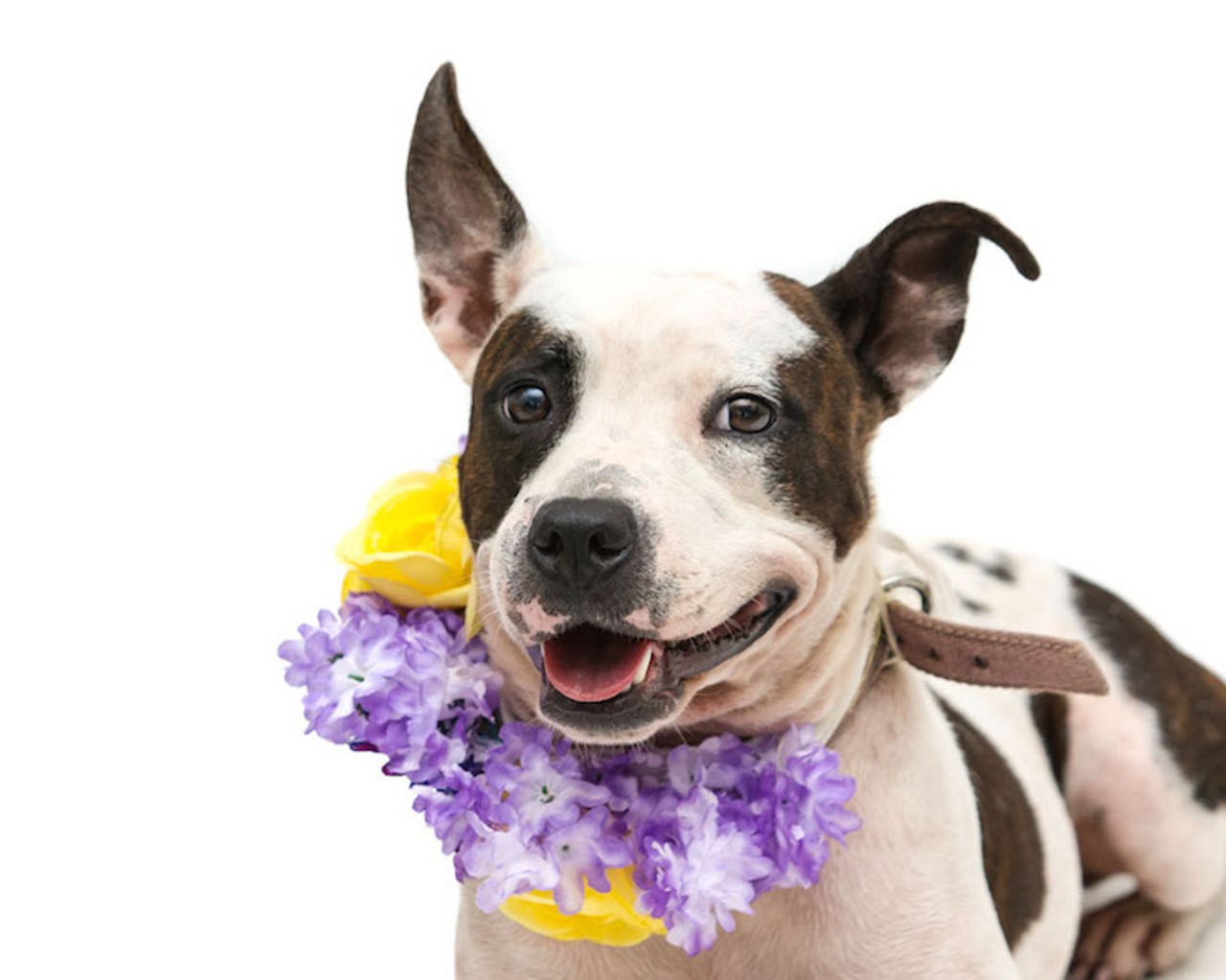 28 adorable Orlando dogs ready to bust out of the pound