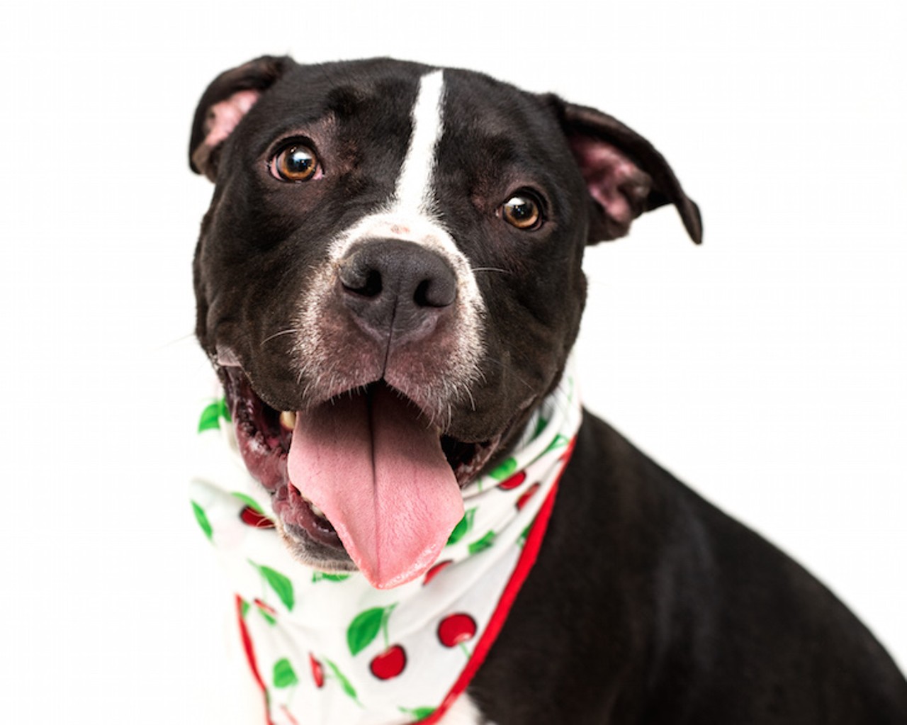 28 adorable Orlando dogs ready to bust out of the pound