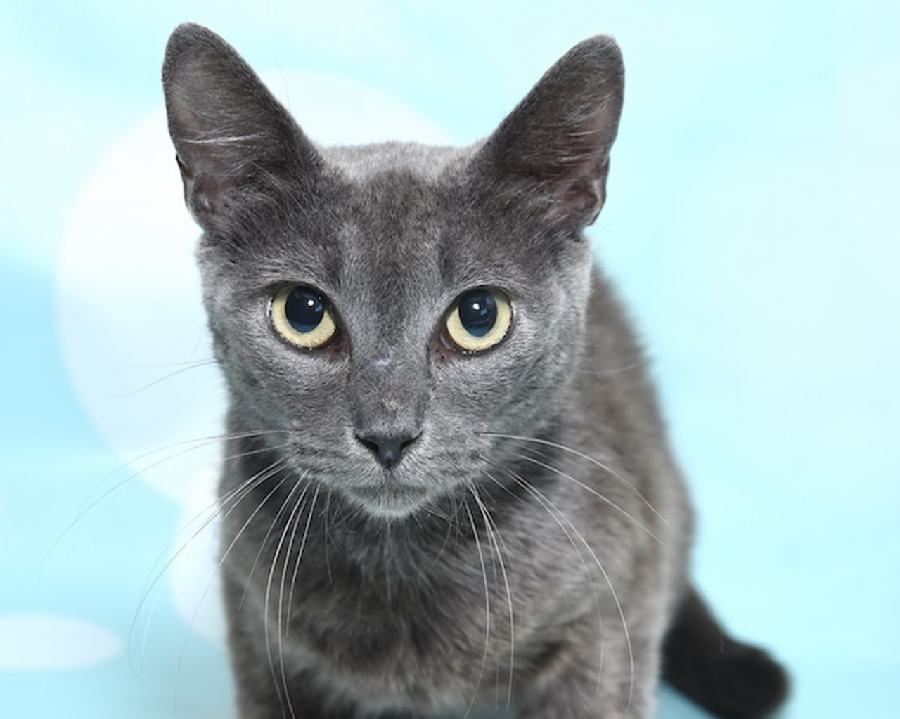 28 gorgeous adoptable Orlando cats ready to purr softly on your lap