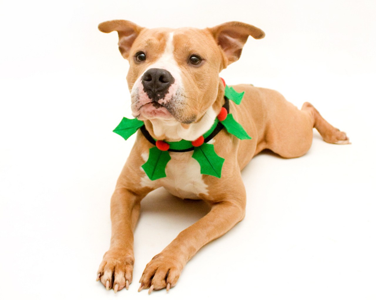 29 adorable dogs and cats looking for a new home this Christmas