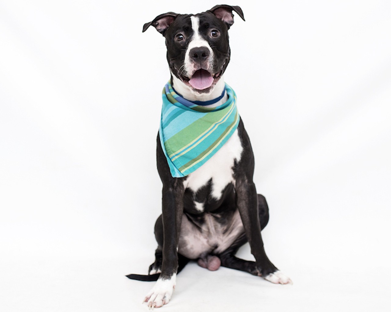 29 adorable Orlando dogs looking for new humans