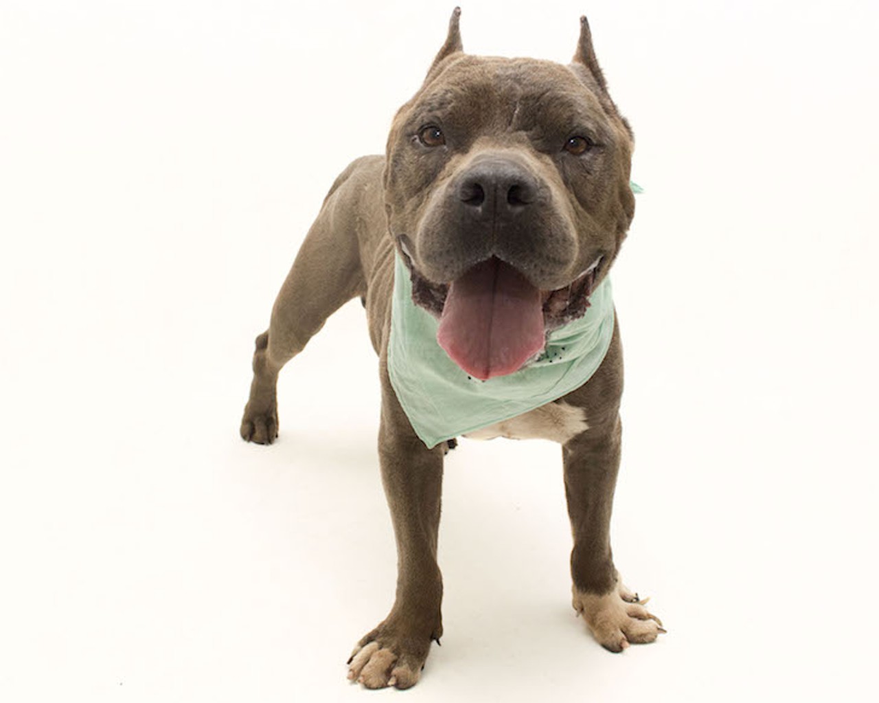 30 adoptable dogs available right now at Orange County Animal Services