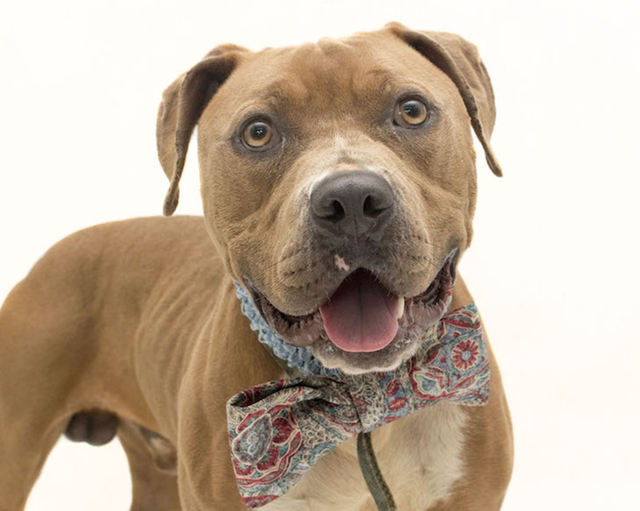 30 adoptable dogs available right now at Orange County Animal Services