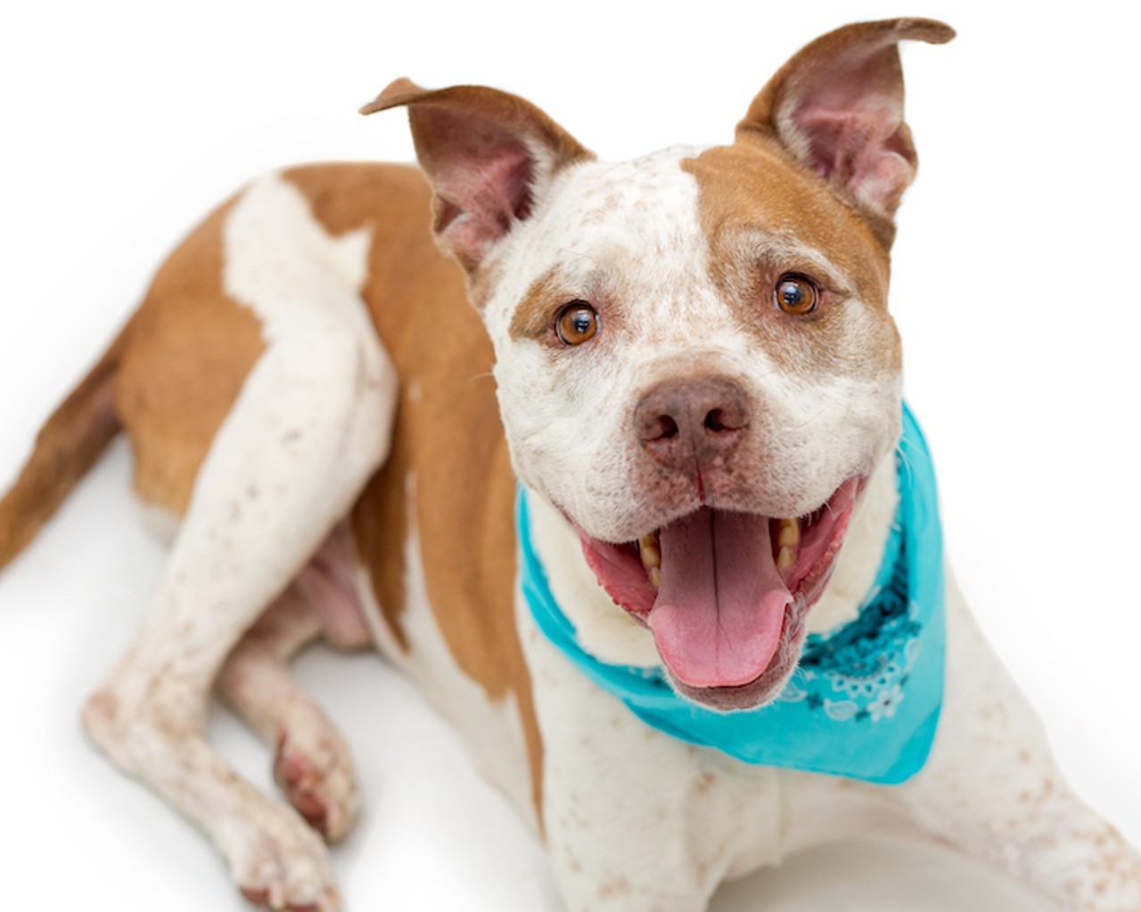 30 adoptable Orlando puppers who need lots of hugs