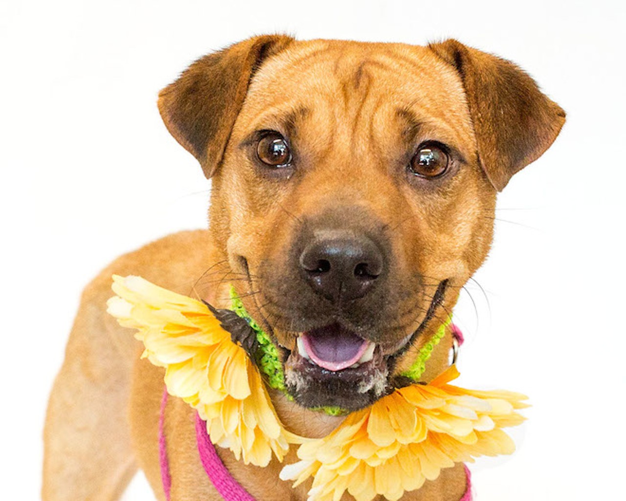 30 certified pre-owned pups waiting to be adopted at Orange County Animal Services