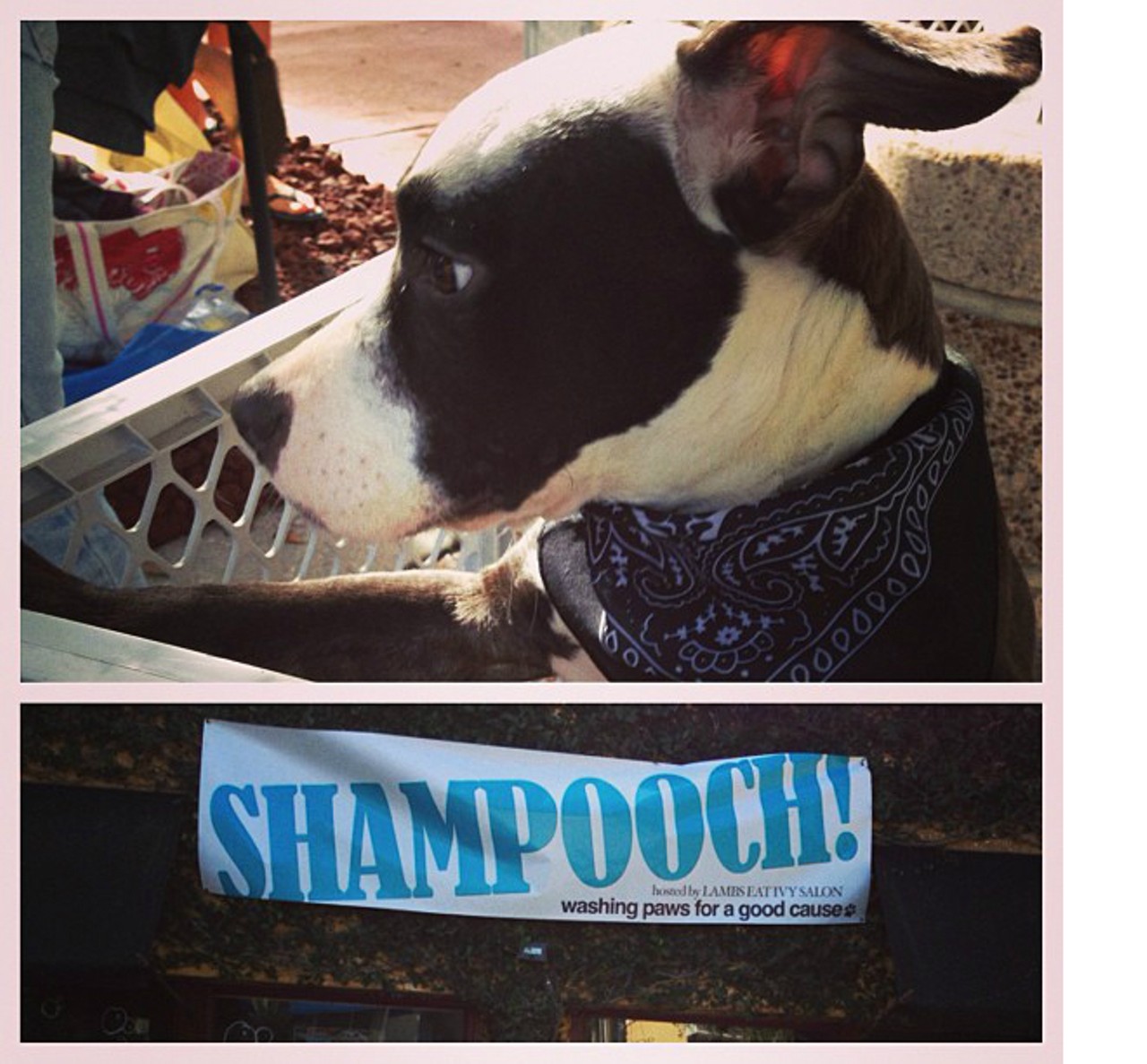 Shampooch in Thornton Park made us happy ... and some dogs very sad..
